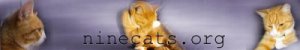 cat pictures