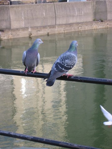 Pigeons