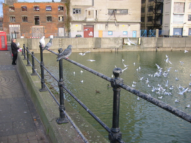 Feeding seagulls