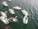 Swans