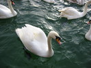 Swans