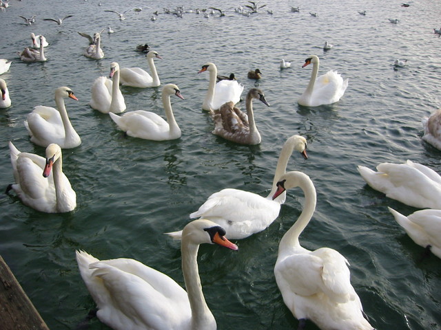 Swans