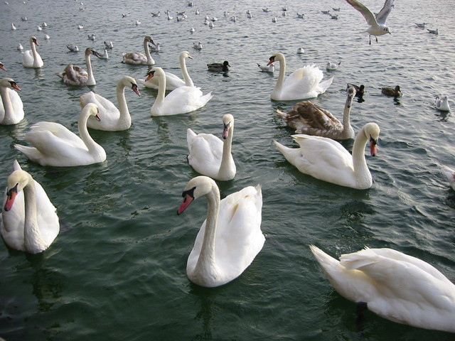 Swans