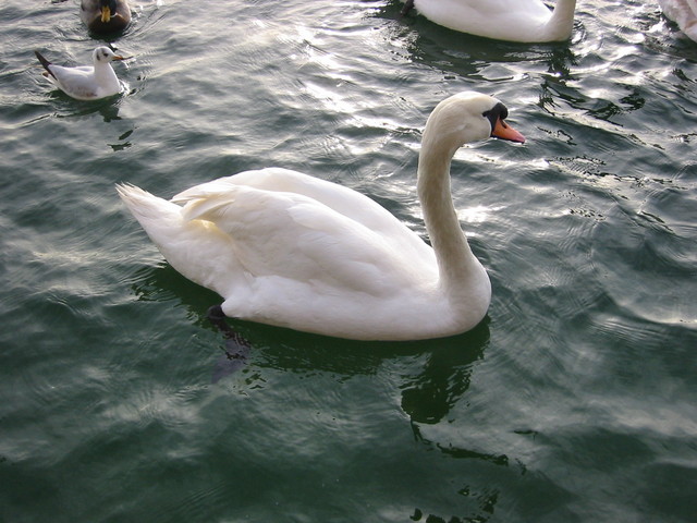 Swans