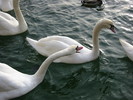 Swans