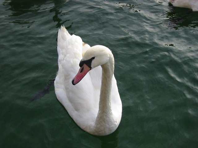 Swan