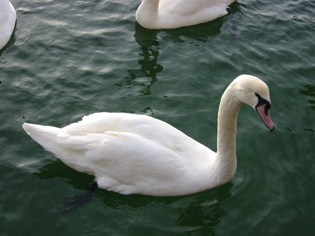 Swans