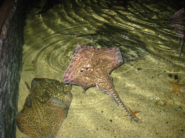 Rays