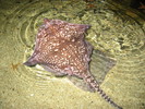 Rays