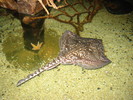 Ray