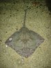 Ray
