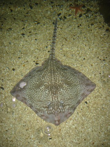 Ray