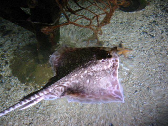 Ray