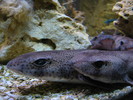Dogfish