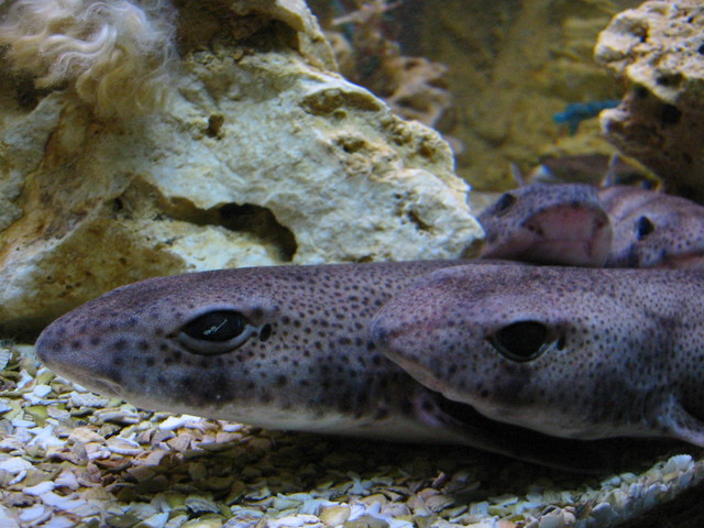 Dogfish