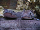 Dogfish