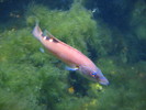 Fish%21