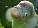 Fish%21