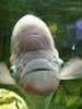 Fish%21
