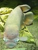 Fish%21