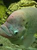 Fish%21