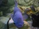 Fish%21