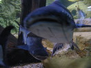 Fish%21