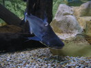 Fish%21