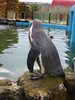 Humboldt penguins