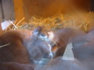 Otters
