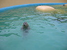 Seals