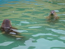 Seals