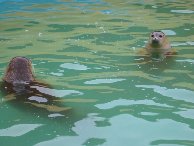 Seals