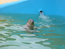 Seal