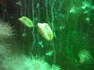 Yellow box fish