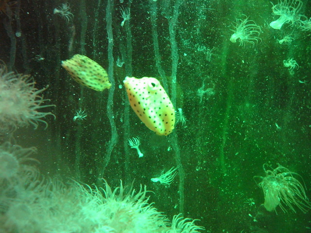 Yellow box fish