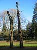 Carved oak trees