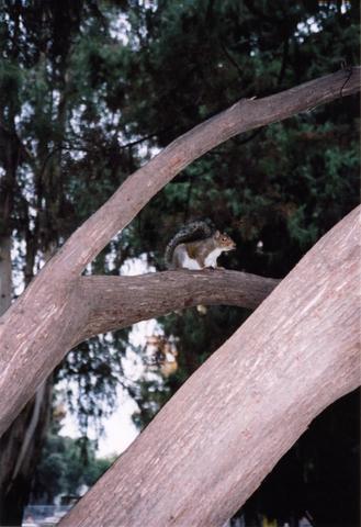 Fearless squirrel