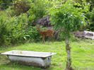 Deer in the garden