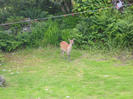 Deer in the garden