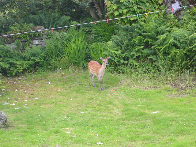 Deer in the garden