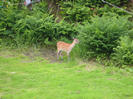 Deer in the garden