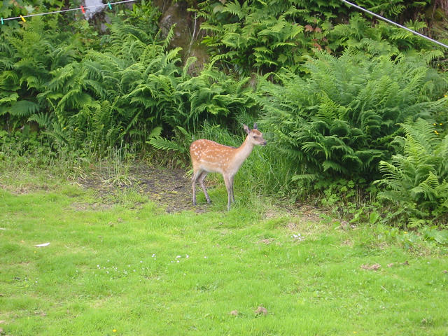 Deer in the garden