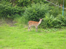 Deer in the garden