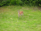 Deer in the garden