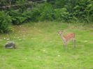 Deer in the garden