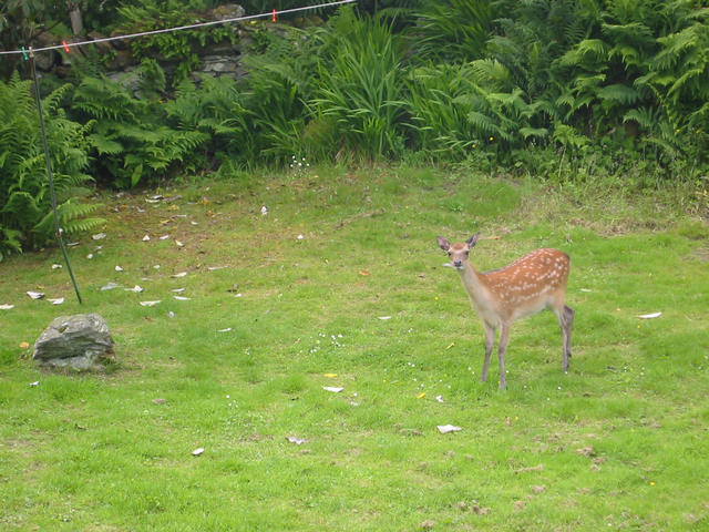 Deer in the garden