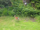 Deer in the garden